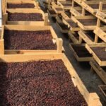 ⁦غواتيمالا بوينا فيستا⁩ - الصورة ⁦2⁩